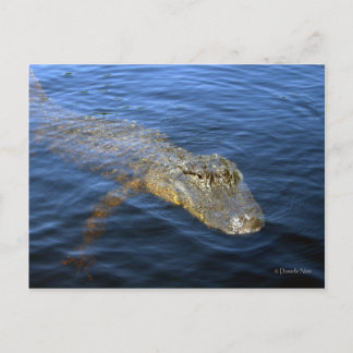 Gator Postkarte