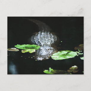 Gator Postkarte