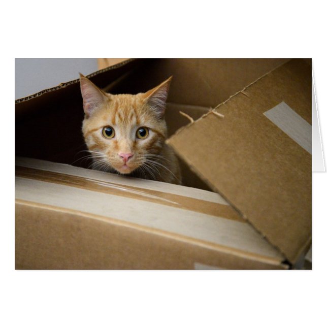 Gaufres dans une carte de Kitty de boîte (Devant horizontal)