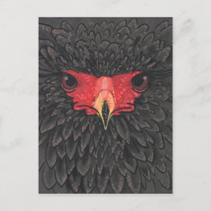 Gaukleradler Afrikanischer Vogel Porträt Papier Co Postkarte