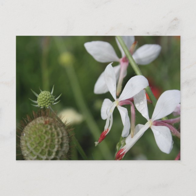 Gaura Postkarte (Vorderseite)