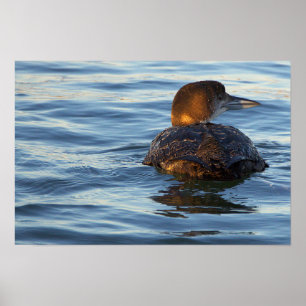 Gaveltaucher-Vogelposter Poster