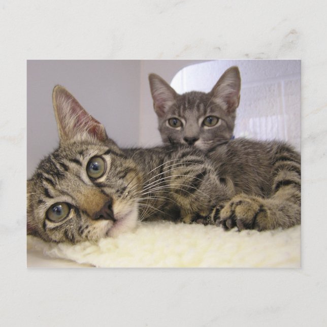 Gaven & Grover Postkarte (Vorderseite)