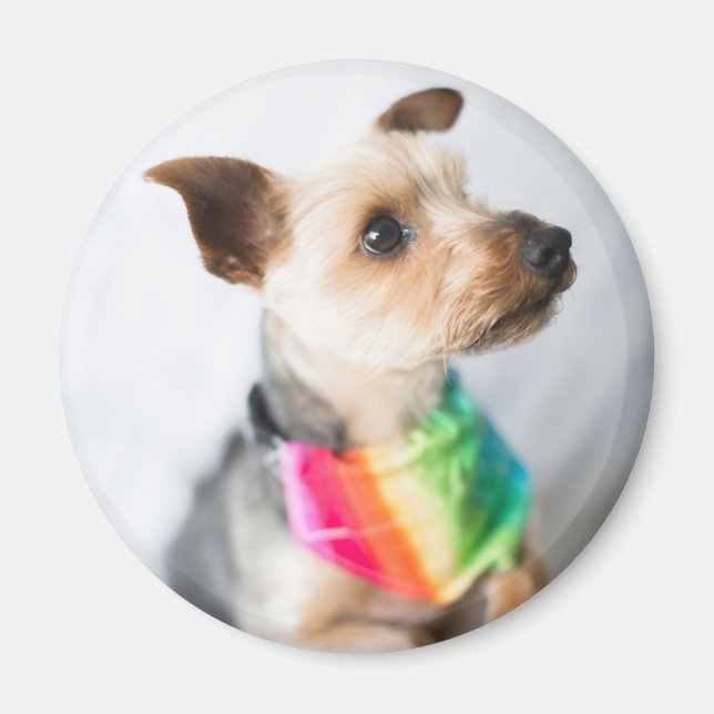 Gay Pride Rainbow Dog | Yorkshire Terrier Magnet (Vorne)