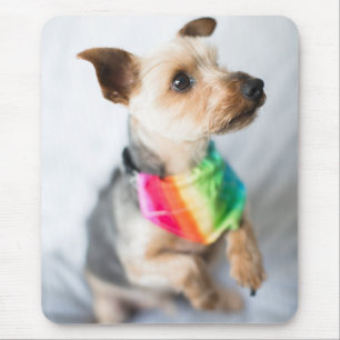 Gay Pride Rainbow Dog   Yorkshire Terrier Mousepad