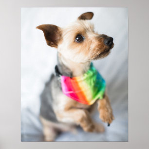 Gay Pride Rainbow Dog   Yorkshire Terrier Poster