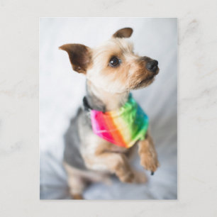 Gay Pride Rainbow Dog Yorkshire Terrier Postkarte