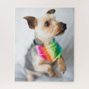 Gay Pride Rainbow Hund Yorkshire Terrier