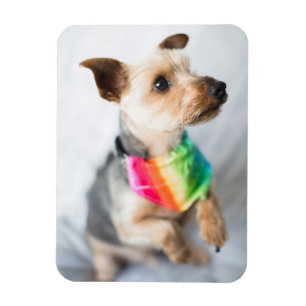 Gay Pride Rainbow Hund Yorkshire Terrier Magnet