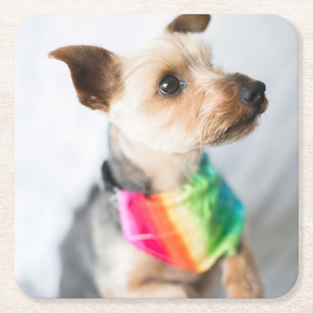 Gay Pride Rainbow Hund| Yorkshire Terrier Rechteckiger Pappuntersetzer (Vorderseite)