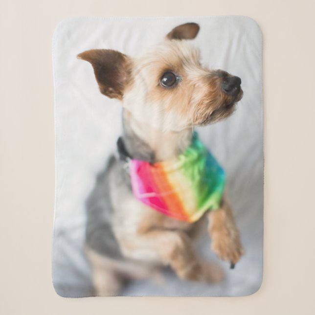 Gay Pride Rainbow Hund| Yorkshire Terrier Sherpadecke (Vorderseite)