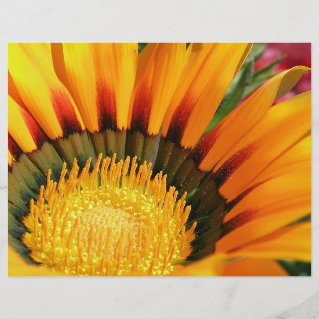 Gazania (Vorderseite)
