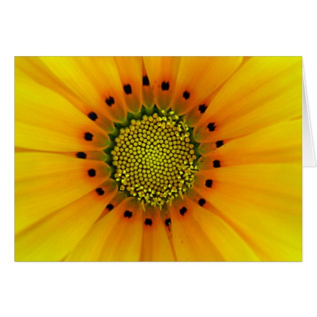 Gazania (Devant horizontal)