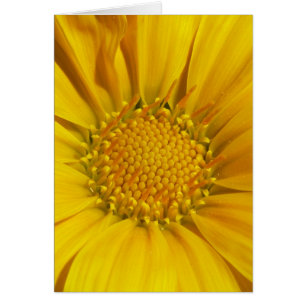 Gazania