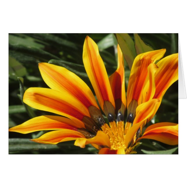 Gazania Bloom (Devant Horizontal)