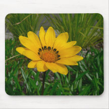 Gazania-Blume