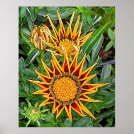 Gazania Blume Poster
