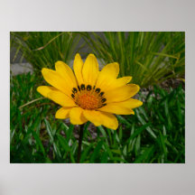 Gazania-Blume