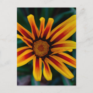 Gazania-Blume Postkarte