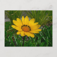 Gazania-Blume