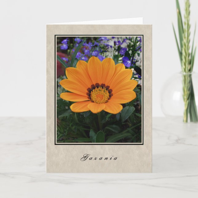Gazania - Blumen-Reihe Karte (Vorderseite)