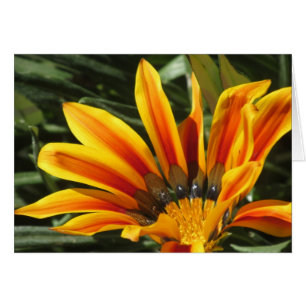 Gazania-Blüte