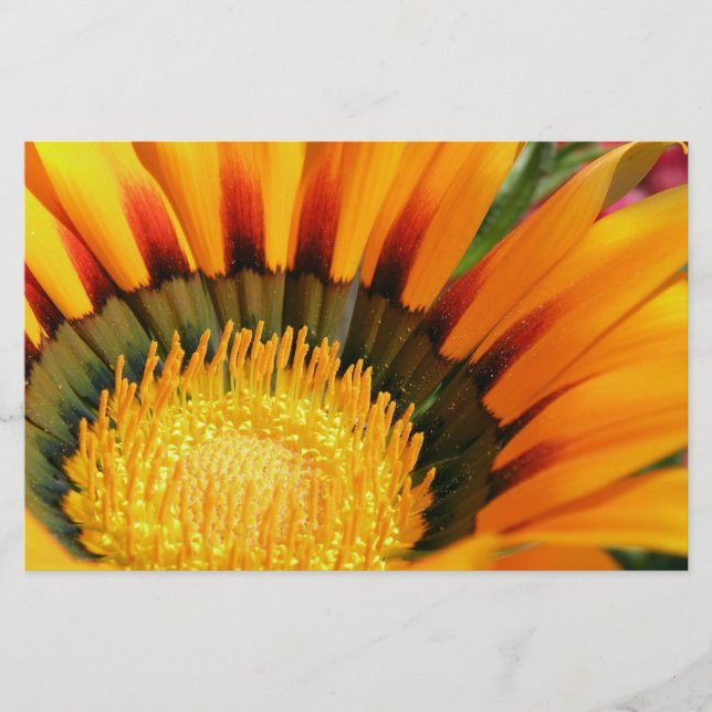 Gazania Briefpapier (Vorderseite)