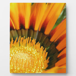 Gazania Fotoplatte