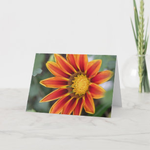 Gazania Greeting Card Karte