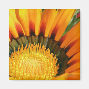 Gazania Magnet