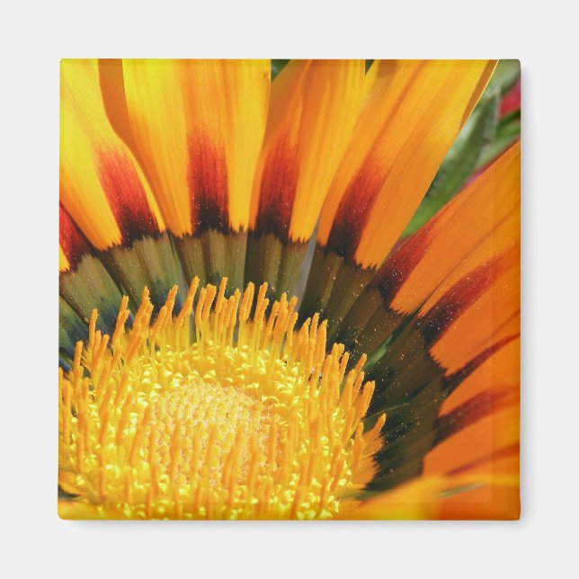 Gazania Magnet (Vorne)
