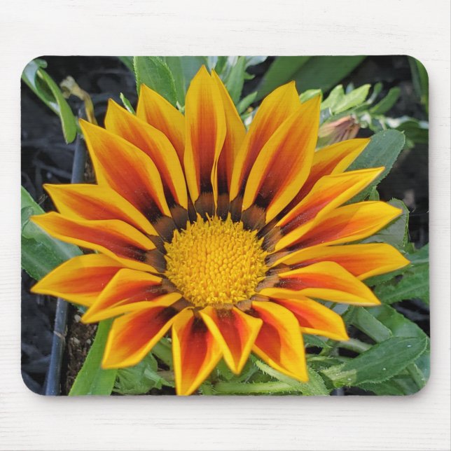 Gazania Mousepad (Vorne)
