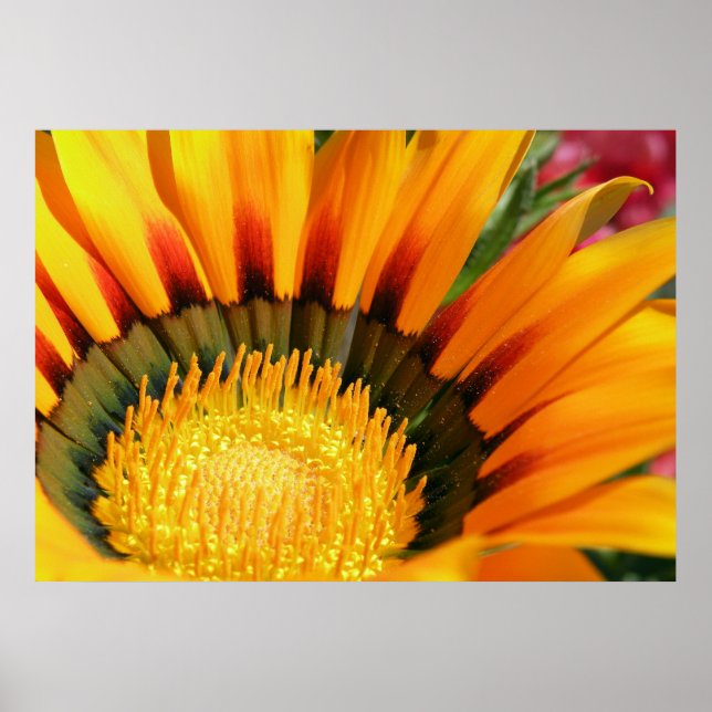 Gazania Poster (Vorne)