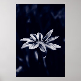 Gazania Poster
