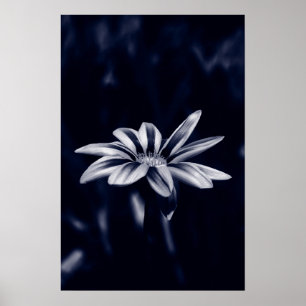 Gazania Poster