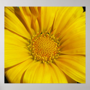 Gazania Poster