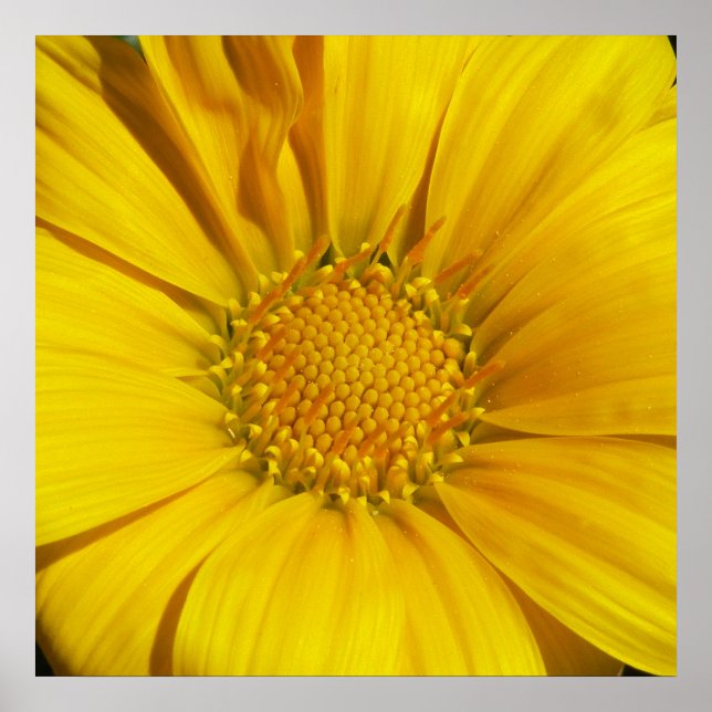 Gazania Poster (Vorne)