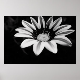 Gazania Poster