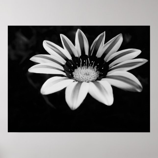 Gazania Poster (Vorne)