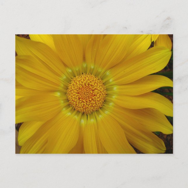 Gazania Postkarte (Vorderseite)