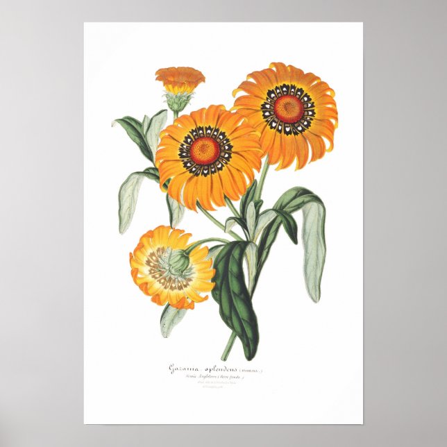 Gazania splendens poster (Vorne)