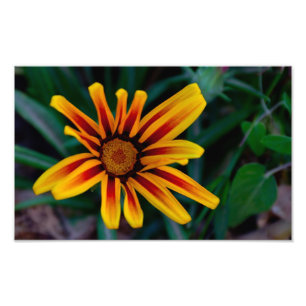 Gazanie-Blume Fotodruck