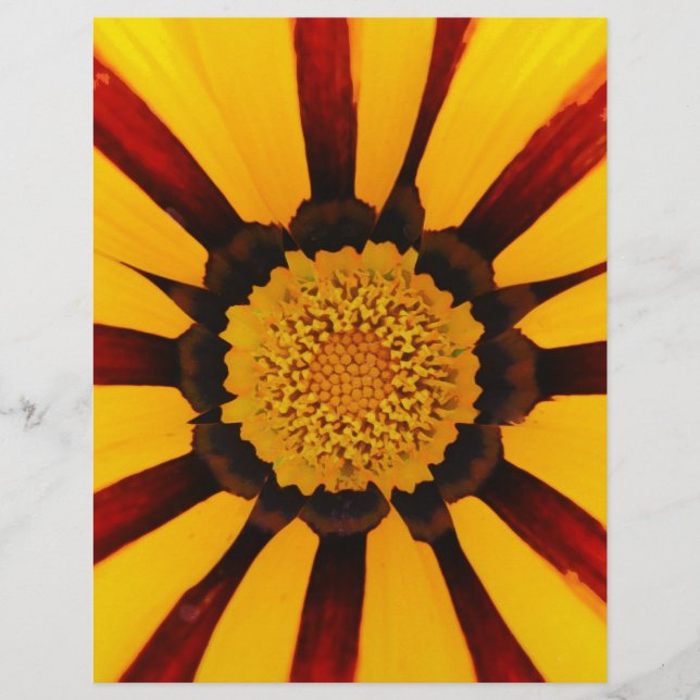 GAZANIEN FLYER (Vorne)