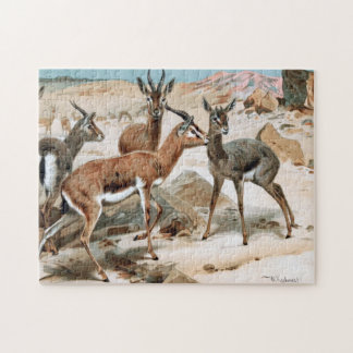 Gazelle