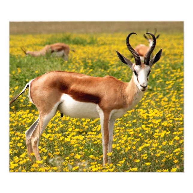 Gazelle auf der Wiese Fotodruck (Vorne)