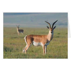 Gazelle de Grant, cratère du Ngorongoro, Ngorongor