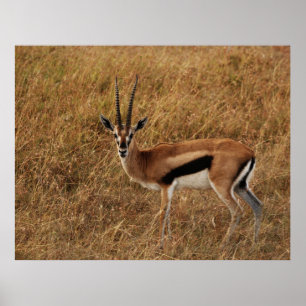Gazelle Horn mit Poster