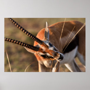 Gazelle lassen weiden poster