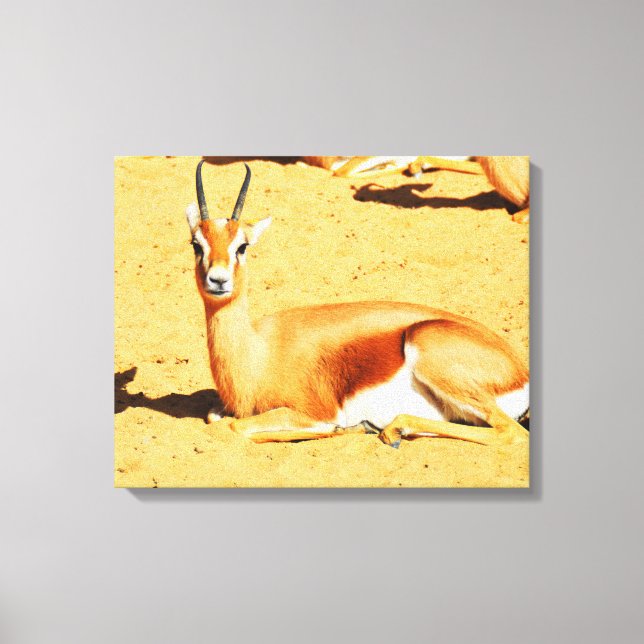 Gazelle Leinwanddruck (Vorderseite)