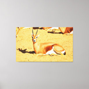 Gazelle Leinwanddruck